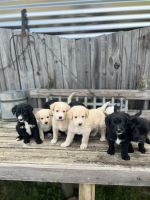 Labradoodle Puppies for sale in Selma, NC, USA. price: NA