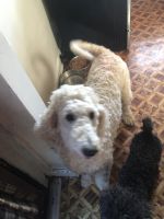 Labradoodle Puppies for sale in South Point, OH, USA. price: NA