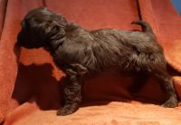 Labradoodle Puppies for sale in Layton, UT, USA. price: NA