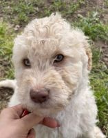 Labradoodle Puppies for sale in Sacramento, CA, USA. price: NA