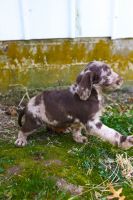 Labradoodle Puppies for sale in St. Louis, MO, USA. price: NA