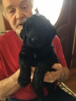 Labradoodle Puppies for sale in Greenup, IL 62428, USA. price: NA