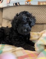 Labradoodle Puppies for sale in Mt Jackson, VA 22842, USA. price: NA
