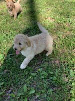 Labradoodle Puppies for sale in Opelika, AL, USA. price: NA
