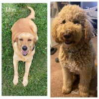 Labradoodle Puppies for sale in Elon, NC 27244, USA. price: NA