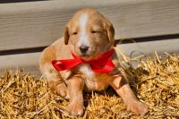 Labradoodle Puppies for sale in De Soto, IL 62924, USA. price: NA