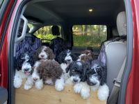 Labradoodle Puppies for sale in Deltona, FL, USA. price: NA