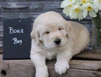 Labradoodle Puppies for sale in Albany, OR, USA. price: NA