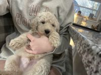 Labradoodle Puppies for sale in Hillsboro, OH 45133, USA. price: NA