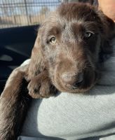 Labradoodle Puppies for sale in Salt Lake City, UT, USA. price: NA