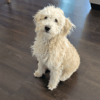 Labradoodle Puppies for sale in Orange County, CA, USA. price: NA
