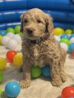 Labradoodle Puppies for sale in Meriden, CT, USA. price: NA