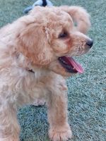 Labradoodle Puppies for sale in Waddell, AZ 85355, USA. price: NA