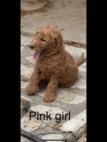 Labradoodle Puppies for sale in Hallettsville, TX 77964, USA. price: NA