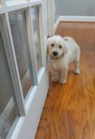 Labradoodle Puppies for sale in Snow Hill, NC 28580, USA. price: NA