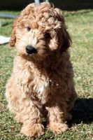 Labradoodle Puppies for sale in Irving, TX, USA. price: NA