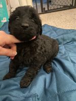 Labradoodle Puppies for sale in Shippensburg, PA 17257, USA. price: NA