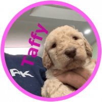 Labradoodle Puppies for sale in Cleveland, GA 30528, USA. price: NA