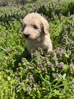 Labradoodle Puppies for sale in Rogersville, MO 65742, USA. price: NA