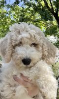 Labradoodle Puppies for sale in Redding, CA, USA. price: NA