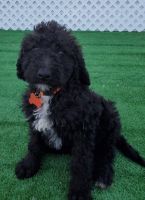 Labradoodle Puppies for sale in Los Angeles, CA, USA. price: NA