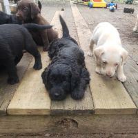 Labradoodle Puppies for sale in Lakemont, GA 30552, USA. price: NA