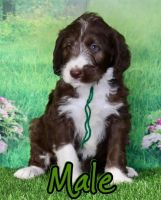 Labradoodle Puppies for sale in Burns, TN, USA. price: NA
