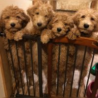 Labradoodle Puppies for sale in Sandpoint, ID 83864, USA. price: NA