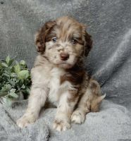 Labradoodle Puppies for sale in Westlake, MD 20817, USA. price: NA
