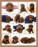 Labradoodle Puppies for sale in Tooele County, UT, USA. price: NA