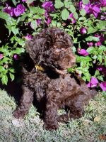 Labradoodle Puppies for sale in San Antonio, TX, USA. price: NA