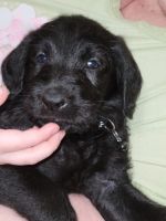 Labradoodle Puppies for sale in League City, TX, USA. price: NA