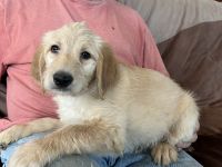 Labradoodle Puppies for sale in Castle Rock, CO, USA. price: NA