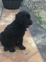Labradoodle Puppies for sale in Jacksonville, AR, USA. price: NA
