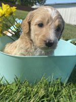 Labradoodle Puppies for sale in 13720 Howard Rd, Dayton, MD 21036, USA. price: NA