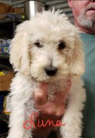 Labradoodle Puppies for sale in Watts, OK 74964, USA. price: NA