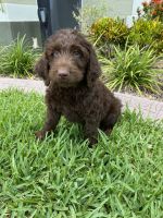 Labradoodle Puppies for sale in Naples, FL, USA. price: NA