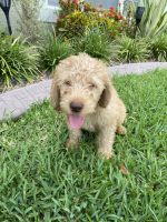Labradoodle Puppies for sale in Naples, FL, USA. price: NA
