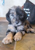 Labradoodle Puppies for sale in Springfield, MO 65810, USA. price: NA