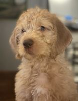 Labradoodle Puppies for sale in Fort Myers, FL, USA. price: NA