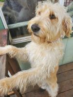 Labradoodle Puppies for sale in Pollock Pines, CA 95726, USA. price: NA