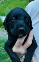 Labradoodle Puppies for sale in Fairmont, WV 26554, USA. price: NA