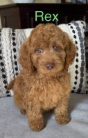 Labradoodle Puppies for sale in Royse City, TX, USA. price: NA
