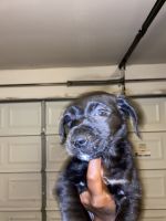 Labradoodle Puppies for sale in Humble, TX, USA. price: NA