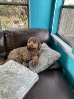 Labradoodle Puppies for sale in Brockton, MA, USA. price: NA