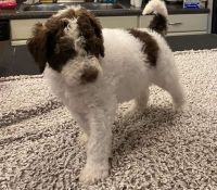 Labradoodle Puppies for sale in Flemingsburg, KY 41041, USA. price: NA