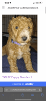 Labradoodle Puppies for sale in Surprise, AZ, USA. price: NA