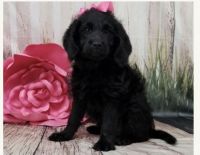 Labradoodle Puppies for sale in Elgin, IL, USA. price: NA