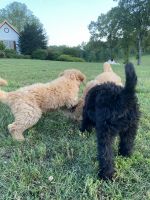 Labradoodle Puppies for sale in 562 Glover Rd, Ellenboro, NC 28040, USA. price: NA