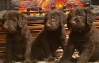 Labradoodle Puppies for sale in Fruitland, ID 83619, USA. price: NA